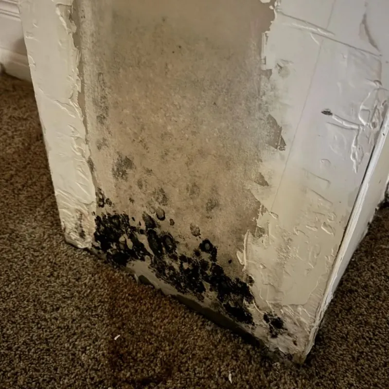 Professional Mold Removal in MacArthur, WV